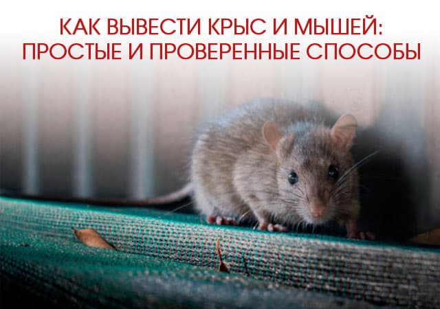Как вывести крыс и мышей в Луховицах: простые и проверенные способы