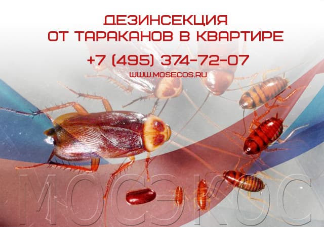 Дезинсекция от тараканов в квартире в Луховицах