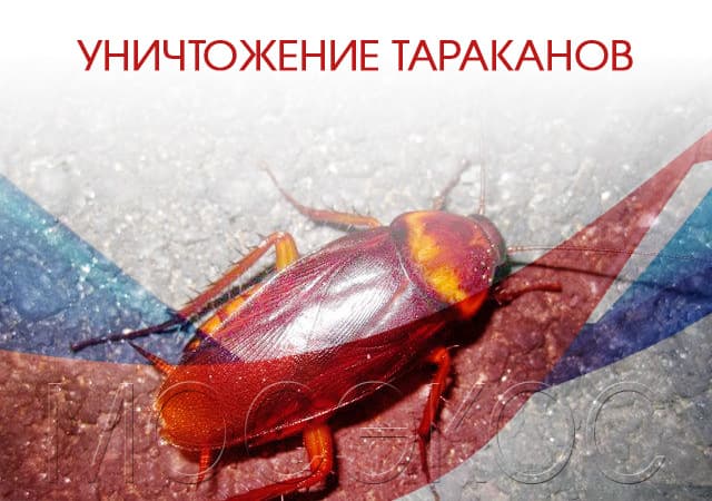 Уничтожение тараканов в Луховицах