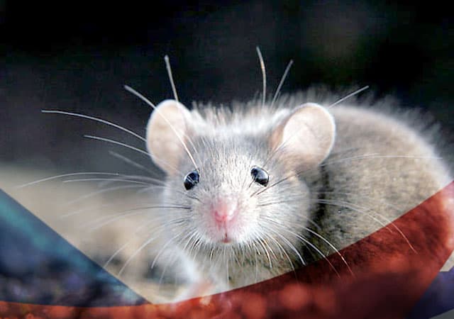 Уничтожение мышей в Луховицах